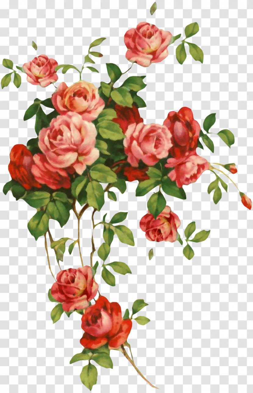 Clip Art - Garden Roses - Floral Transparent PNG