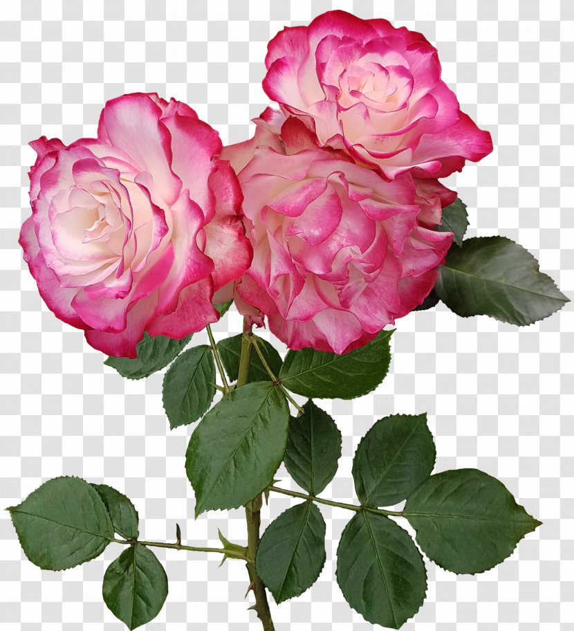 Garden Roses Flower Centifolia Floristry - Floribunda - Transparent Image Transparent PNG