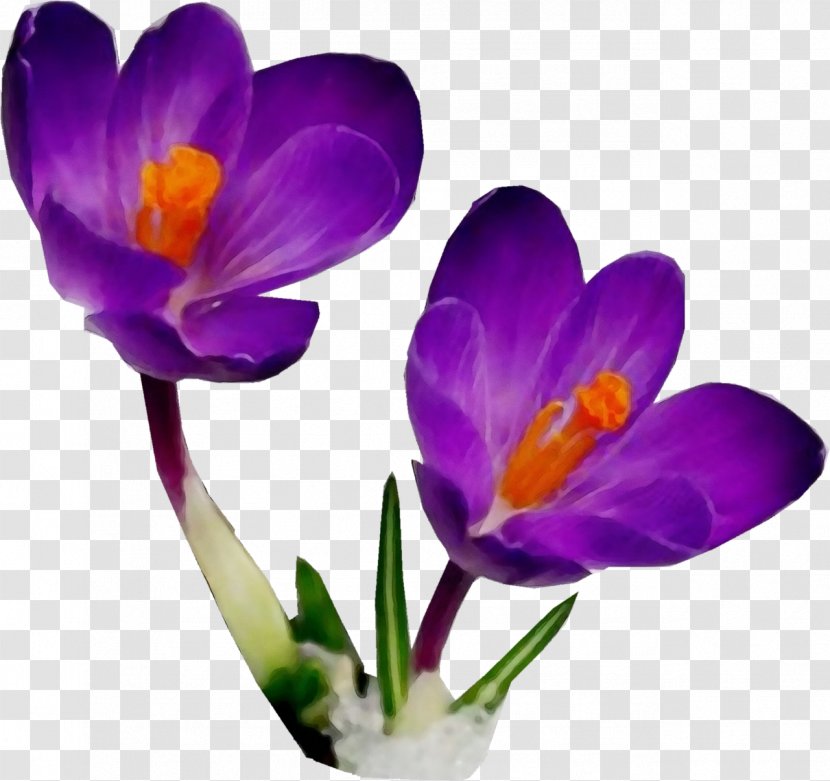 Flower Cretan Crocus Flowering Plant Tommie - Watercolor - Spring Transparent PNG