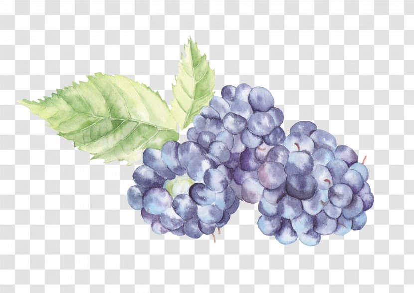 Watercolor Painting Fruit Grape Auglis Transparent PNG
