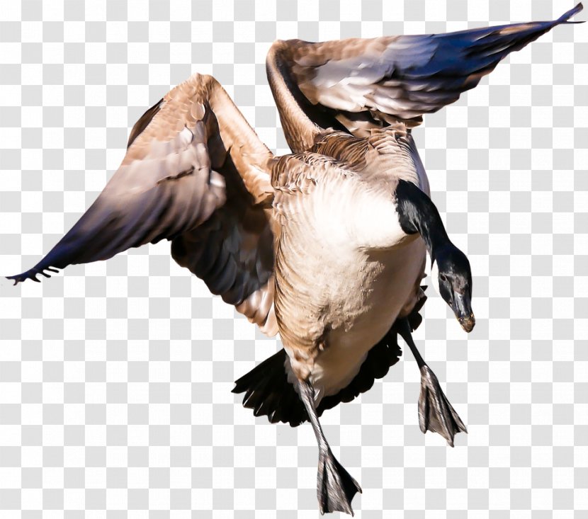 Goose Image Duck Bird - Wildlife Transparent PNG