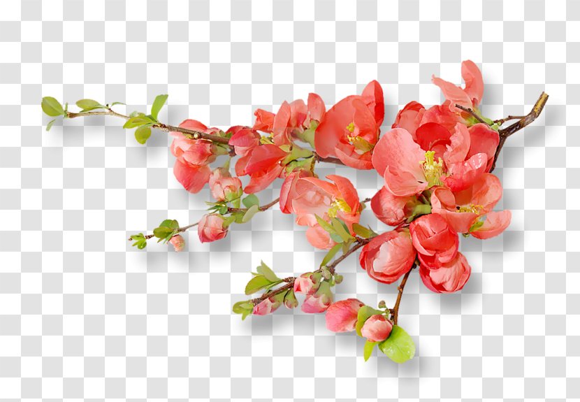 Cherry Blossom Orange Flower - Plant Transparent PNG