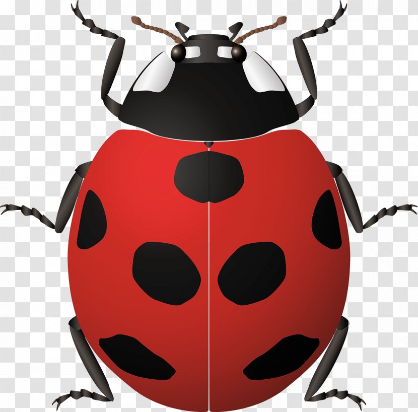 Ladybird Beetle Seven-spot Clip Art - Arthropod Transparent PNG