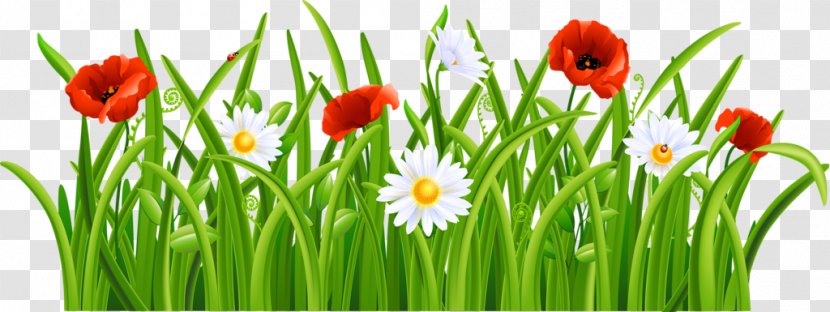 Clip Art Flower Image Lawn - Petal Transparent PNG