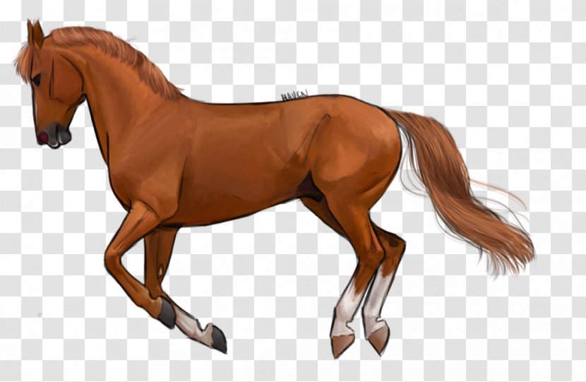 Foal Stallion Pony Colt Mustang - Horse Supplies - Chestnut Transparent PNG