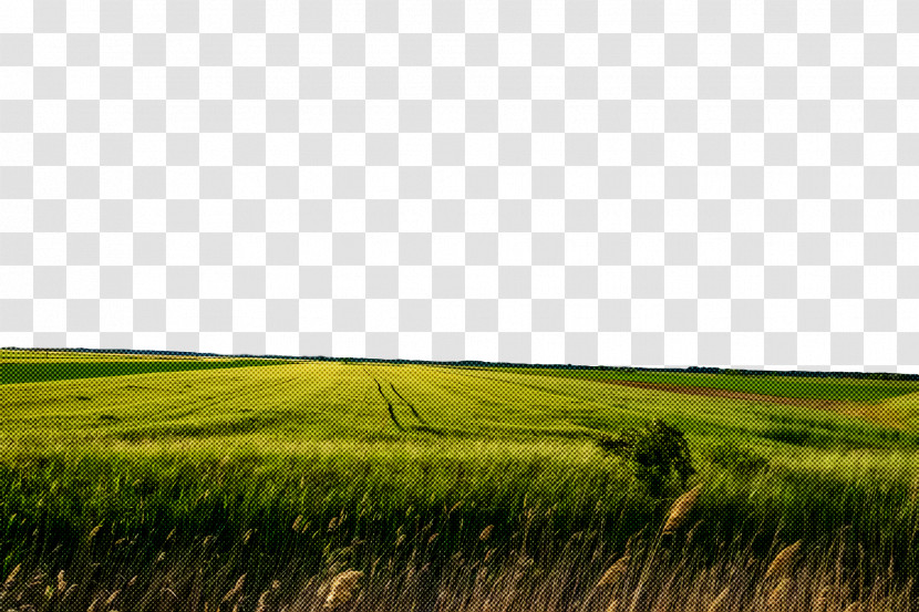 Grassland Steppe Vegetation Shrubland Ecoregion Transparent PNG