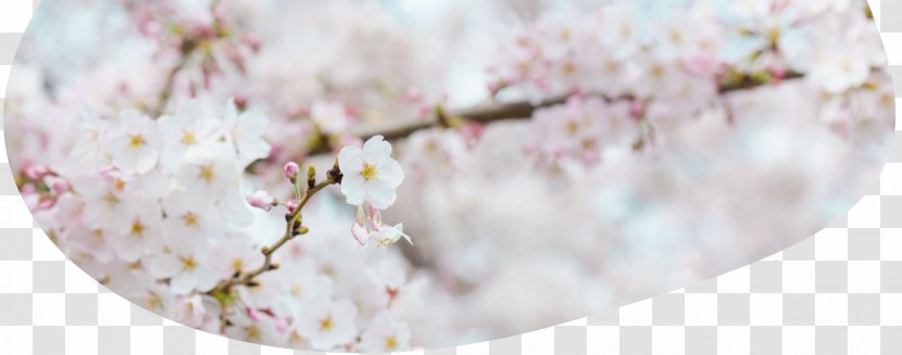 National Cherry Blossom Festival Hanami Flower - Food Transparent PNG