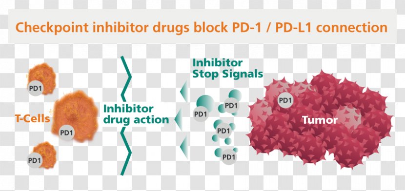 Checkpoint Inhibitor PD-1 And PD-L1 Inhibitors Immune Programmed Cell Death Protein 1 Cancer - System Transparent PNG