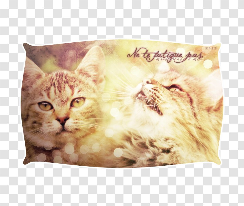 Whiskers Kitten Tabby Cat Cushion Transparent PNG
