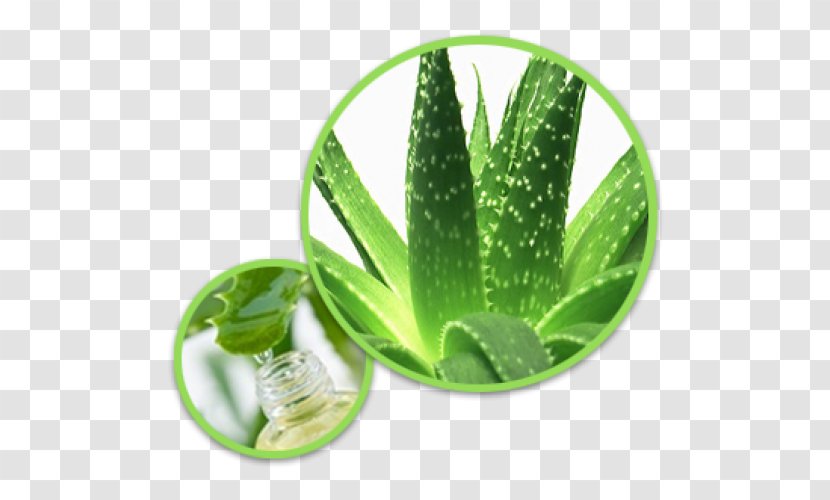 Aloe Vera Plant Gel Ferox Transparent PNG