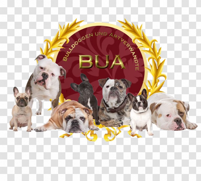 French Bulldog American Photography Breeds - Puppy - Bua Transparent PNG