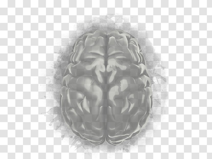 Brain White Organism - Frame Transparent PNG