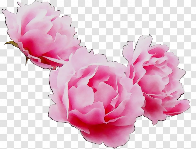 Cabbage Rose Garden Roses Peony Cut Flowers Herbaceous Plant Transparent PNG
