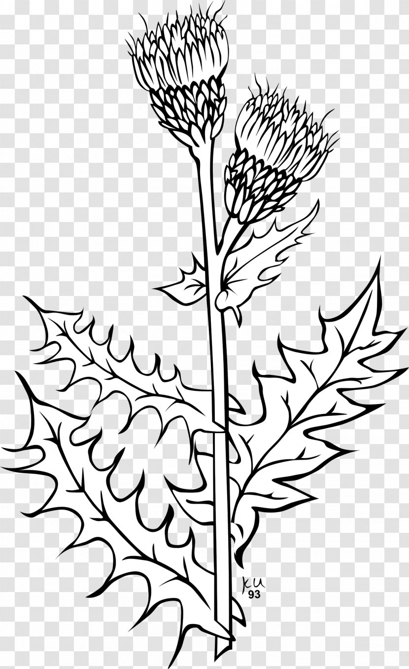 Creeping Thistle Spear Drawing Vector Graphics Clip Art - Plant - Cirsium Arvense Transparent PNG