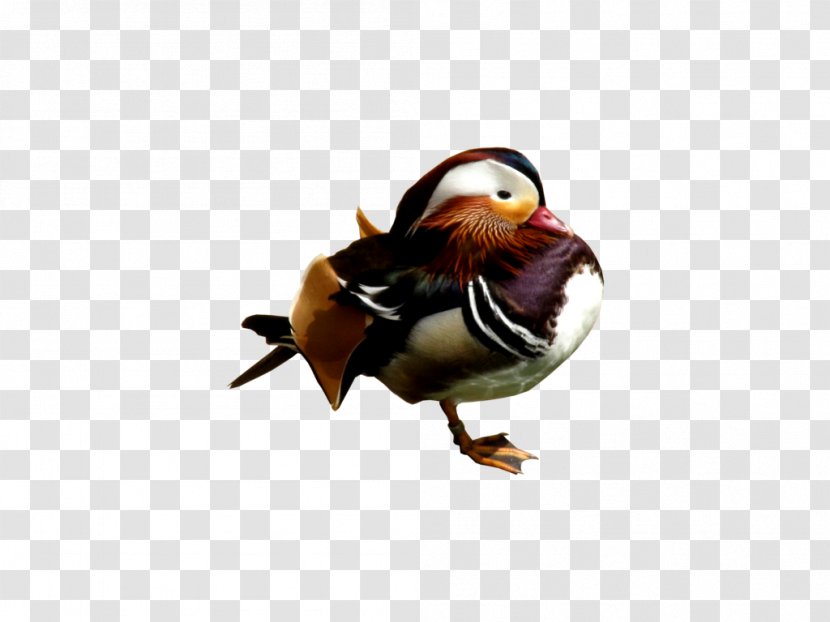 Mandarin Duck Bird - Animal Transparent PNG