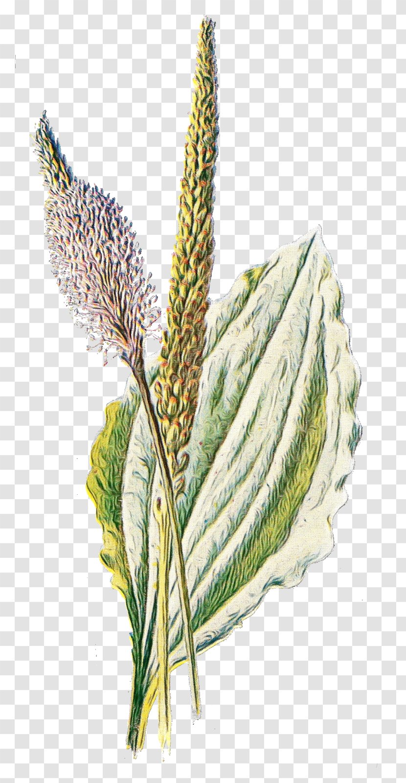 Banana Leaf - Wheat - Food Grain Transparent PNG