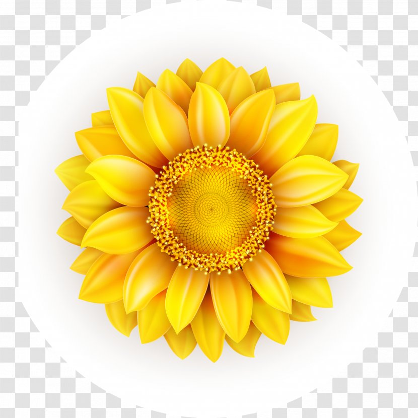 Common Sunflower Euclidean Vector - Stockxchng - Continental Fresh Pattern Beautiful Colorful Transparent PNG