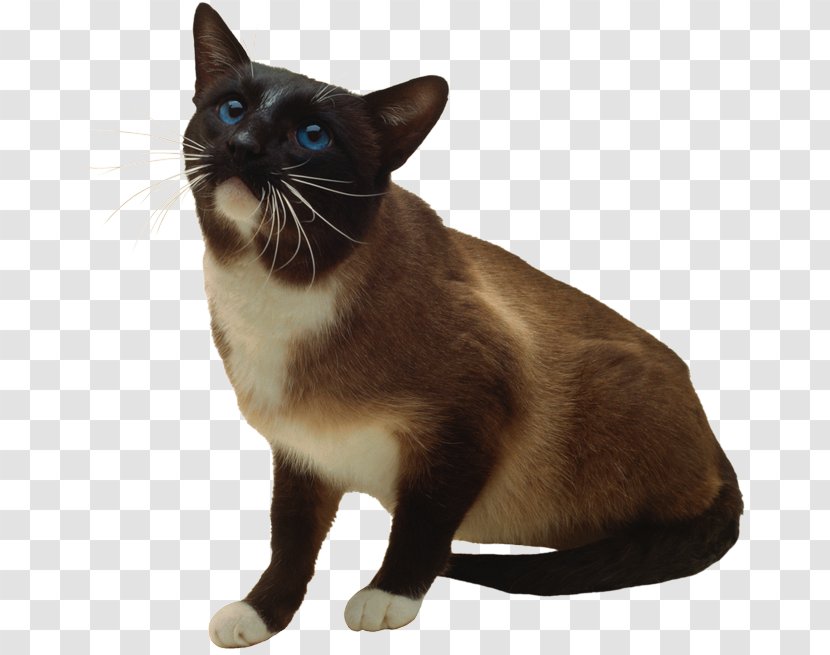 Siamese Cat Whiskers European Shorthair Snowshoe Burmese - Book Transparent PNG