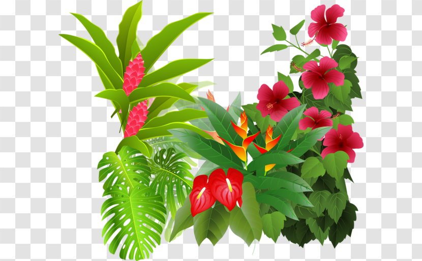 Flower Tropical Rainforest Drawing Clip Art Transparent PNG