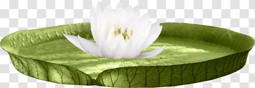 Nelumbo Nucifera U756bu8377u82b1 Clip Art - Water Lily - HD Lotus Transparent PNG