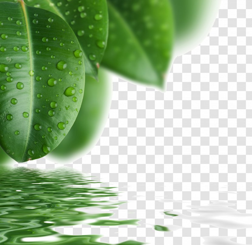 Drop Leaf Green - Lotus Effect - Leaves Background Material Picture Transparent PNG