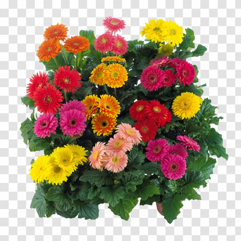 Transvaal Daisy Cut Flowers Floral Design Floristry - Gerbera - Flower Transparent PNG