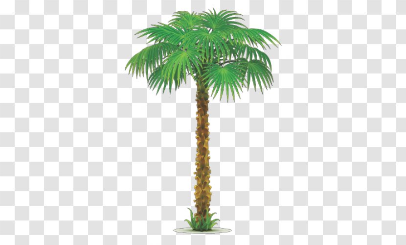 Arecaceae Clip Art - Date Palm - Tree Transparent PNG