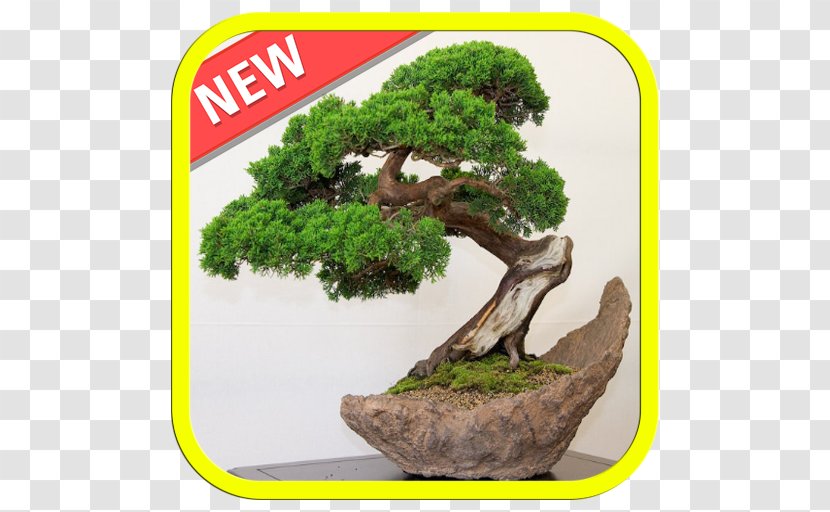 Indoor Bonsai Tree Juniperus Chinensis Plant Transparent PNG