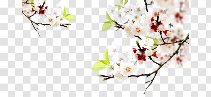 Download - Floral Design - White Peach Transparent PNG
