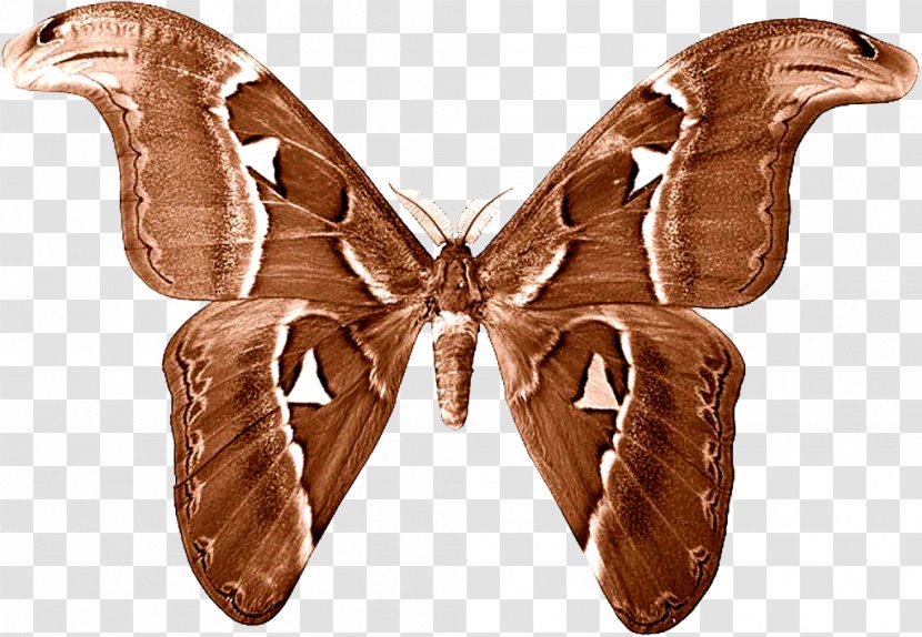 Butterfly Luna Moth - Insect Transparent PNG