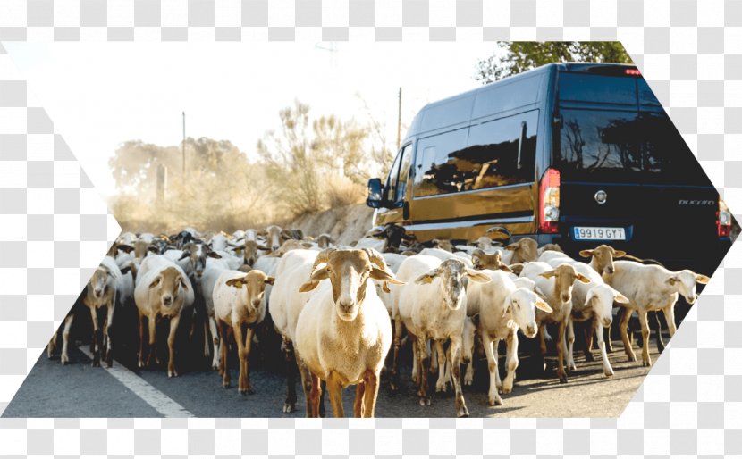Málaga Sierra Nevada Cattle Alpujarras Road Trip - Like Mammal - Travel Transparent PNG