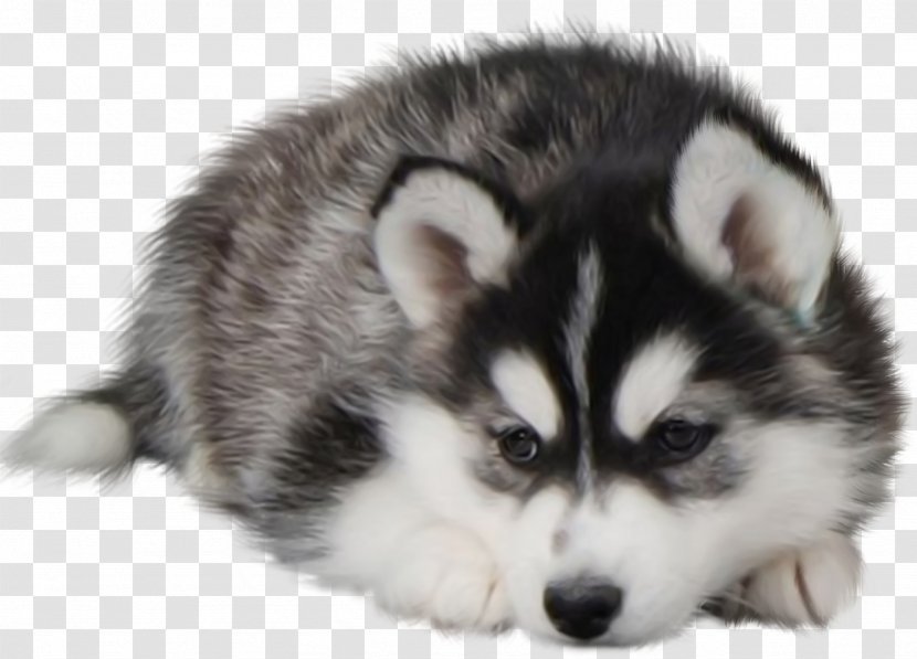 Siberian Husky Puppy Desktop Wallpaper Dog Food - Mammal Transparent PNG