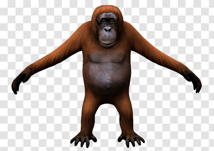 Gorilla Orangutan Monkey Carnivora Wildlife Transparent PNG