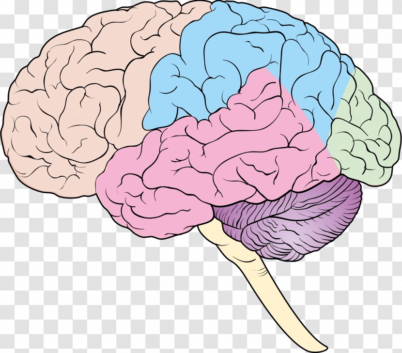 Human Brain Nervous System Forebrain Cerebrum - Flower Transparent PNG