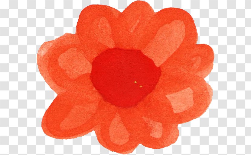 Flower Petal Watercolor Painting - Poppy Family - Watercolour Transparent PNG