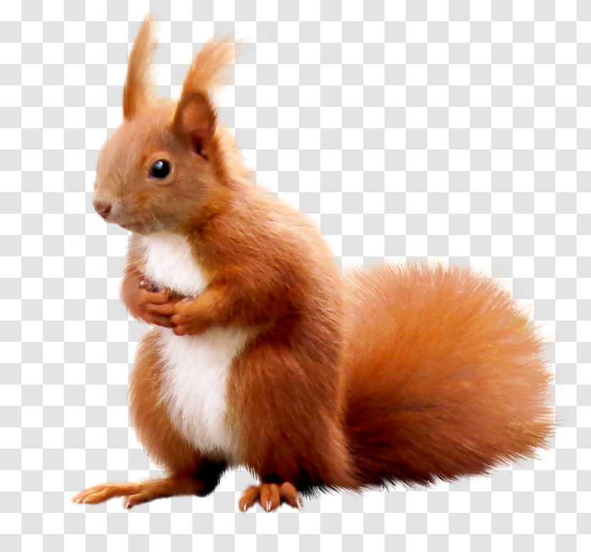 Eurasian Red Squirrel Squirrel Tail Whiskers Transparent PNG