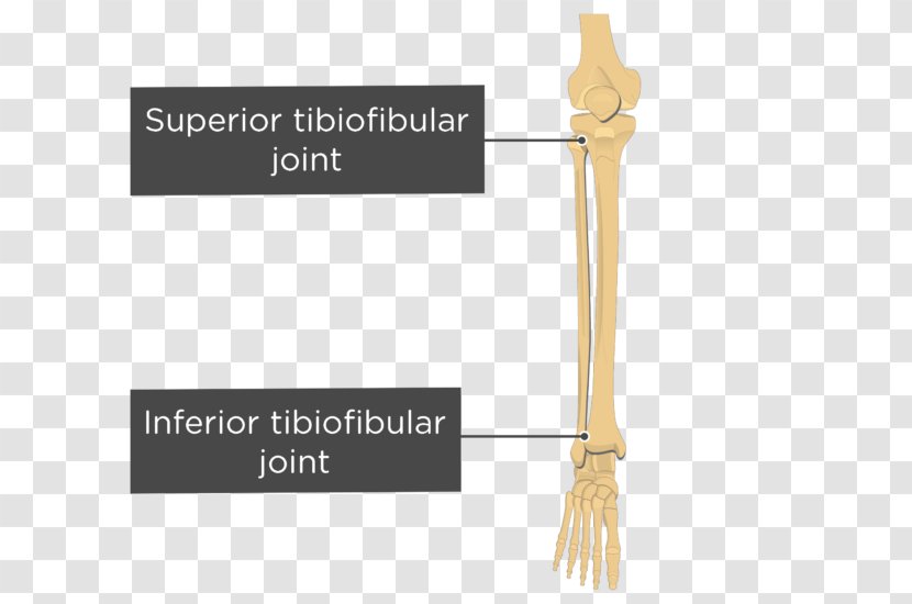 Inferior Tibiofibular Joint Superior Tibia - Fibula - Text Transparent PNG