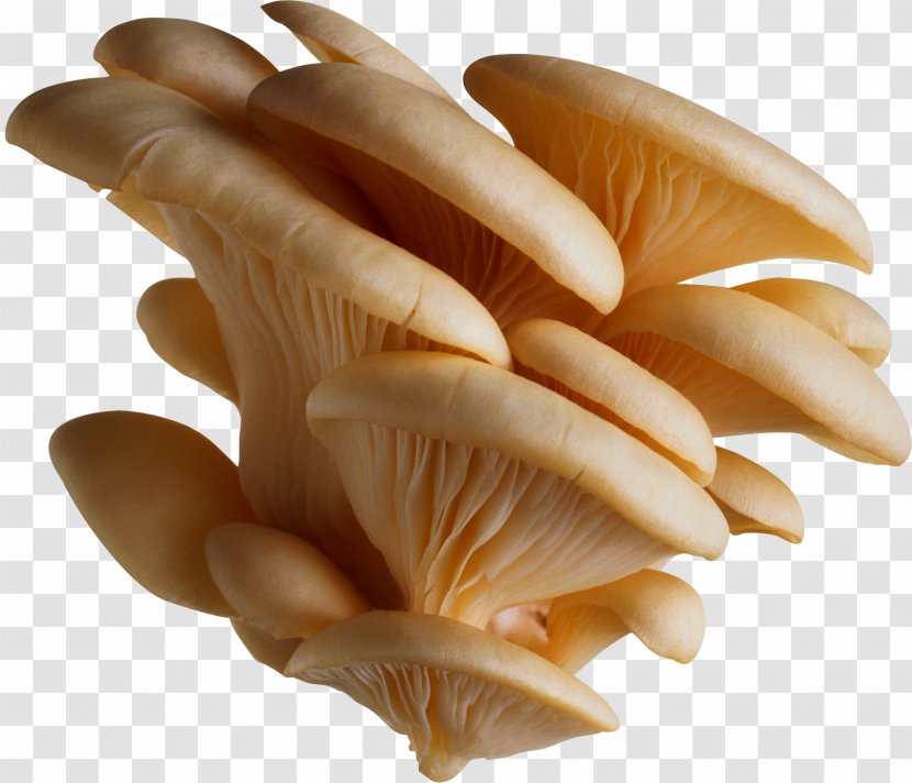 Oyster Mushroom Pleurotus Eryngii Edible Transparent PNG