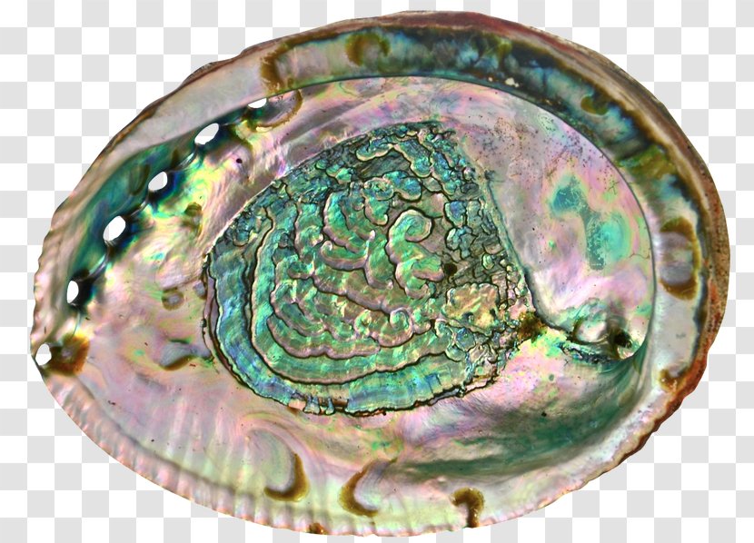 Abalone Mussel Clam Oyster Shellfish - Organism - PEARL SHELL Transparent PNG