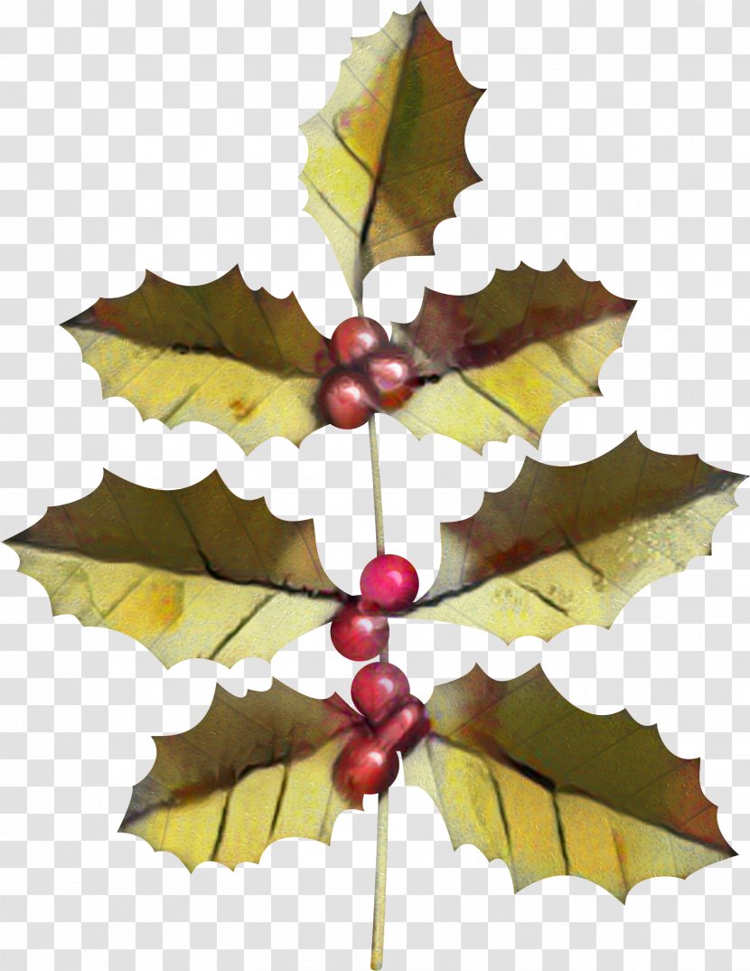 Christmas Tree Leaves - Plane - Black Maple Vitis Transparent PNG