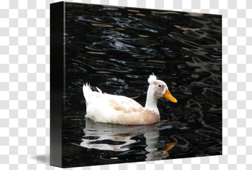 Duck Goose Cygnini Feather Picture Frames - Fauna Transparent PNG