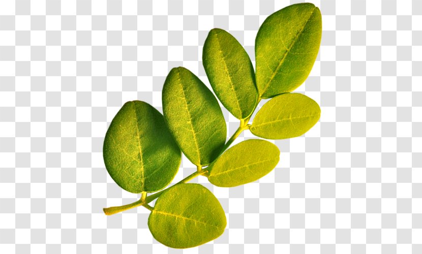 Drumstick Tree Leaf Plant Vitamin A - Article - Tropical Transparent PNG