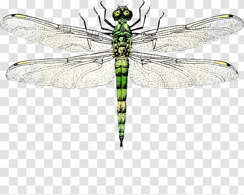 Insect Wing Dragonfly Clip Art - Net Winged Insects Transparent PNG