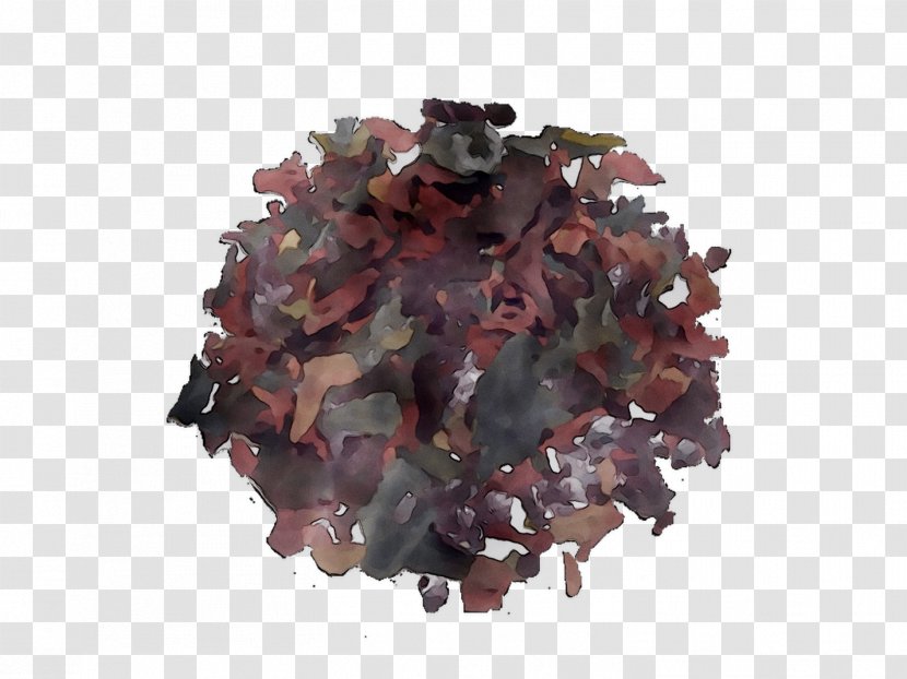 Hibiscus Tea Green Black Rosemallows - Ton Transparent PNG