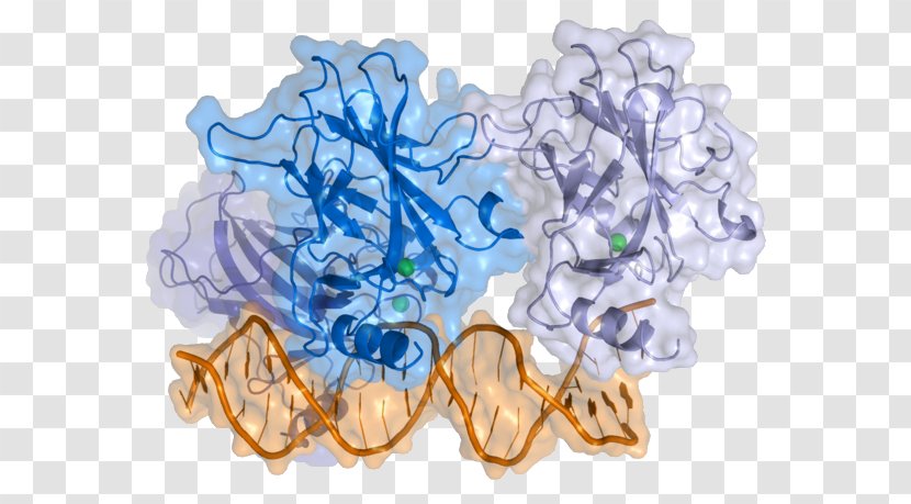 P53 Cell Cancer Gene Protein - Apoptosis Transparent PNG