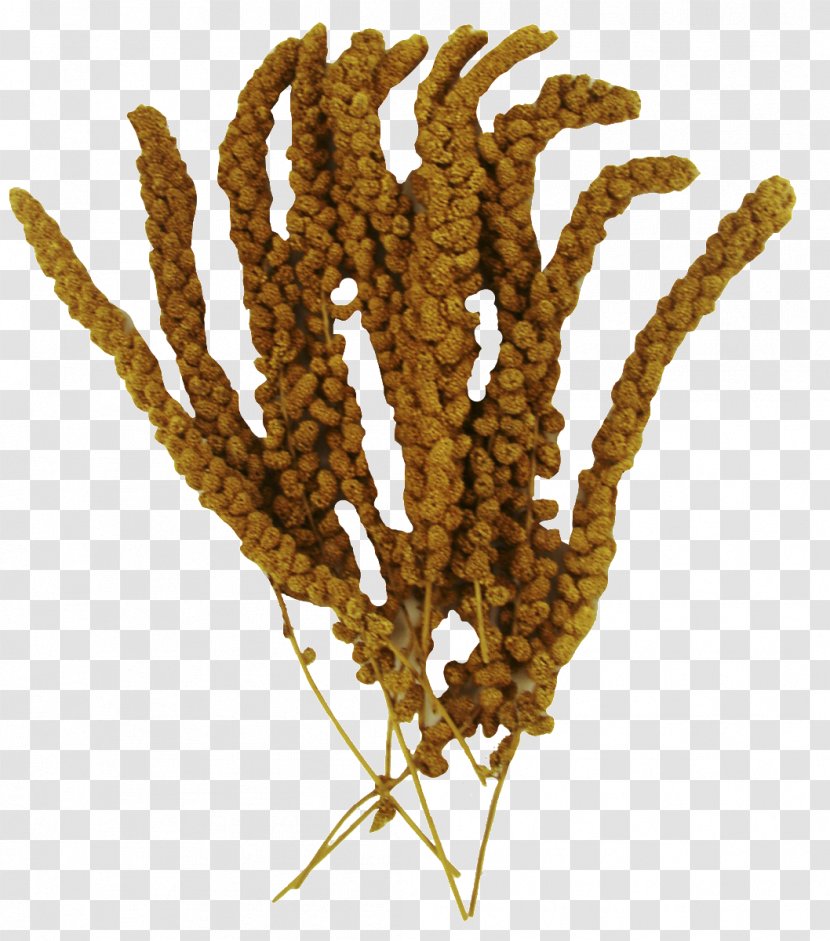 Cereal Grasses Commodity Grain Food - Millet Transparent PNG