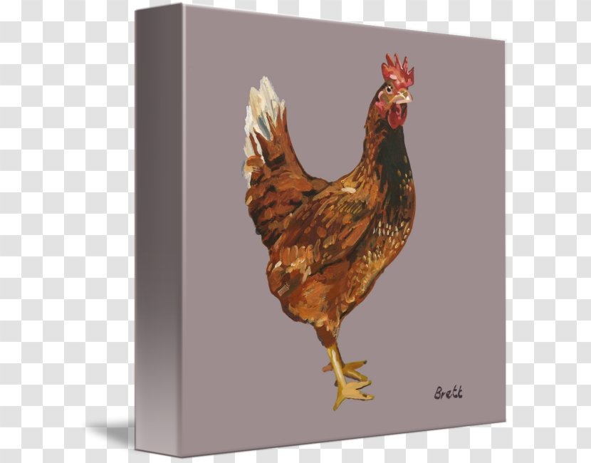 Rooster Chicken As Food Beak - Bird - Watercolor Transparent PNG