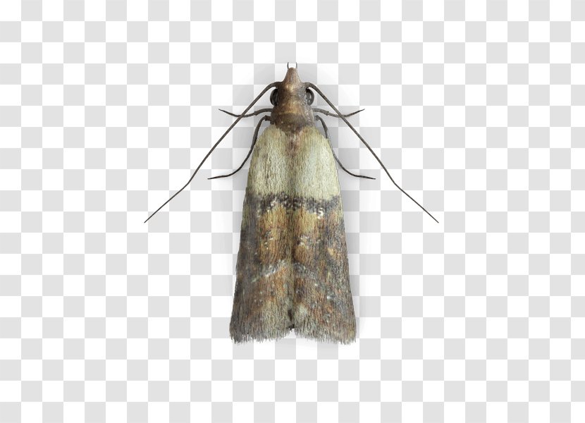 Indianmeal Moth Common Clothes Mite Insect - Arthropod - Identification Transparent PNG