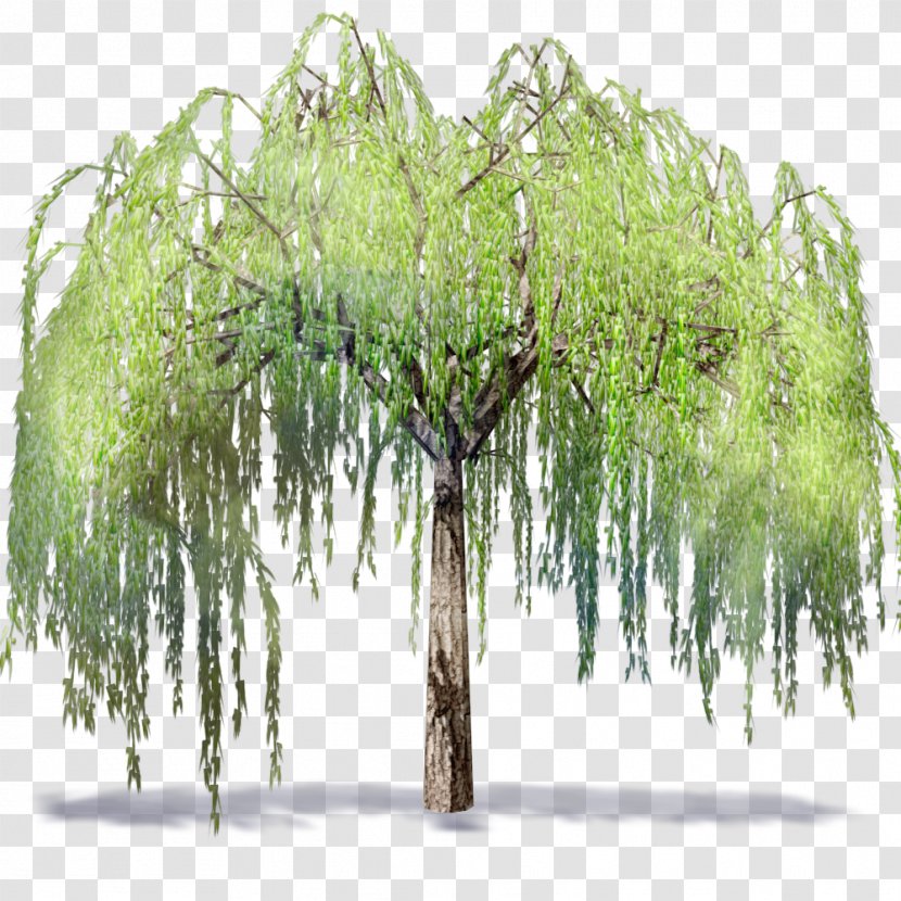 Willow Autodesk Revit .dwg Building Information Modeling Tree - Industry Foundation Classes - Mirroring Transparent PNG
