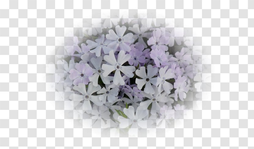 Lilac Flower Transparent PNG
